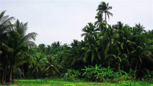 丼岛日式烧肉饭